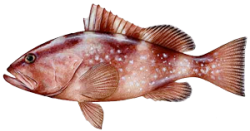 grouper.png