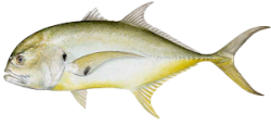 crevalle.png