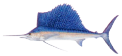 sailfish.png