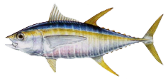 yellowfin.png