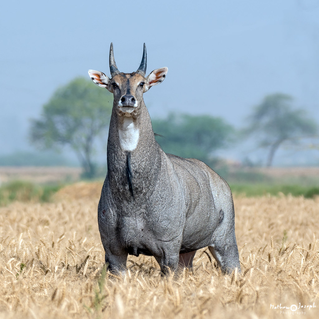 Nilgai - Riata Worldwide Hunting & Fishing